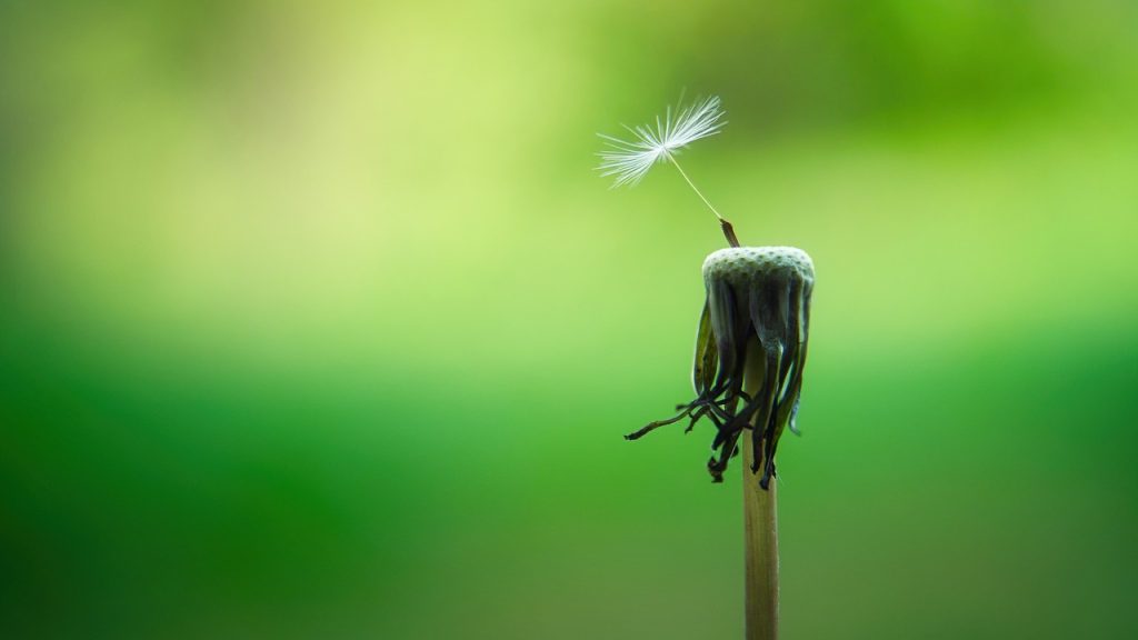 dandelion-macro-seeds-5178095 dandelion, macro, seeds-5178095.jpg