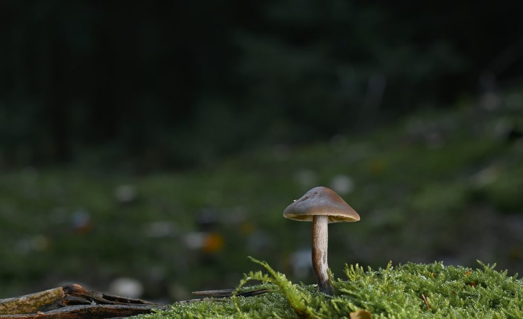 mushroom-forest-moss-8559536 mushroom, forest, moss-8559536.jpg